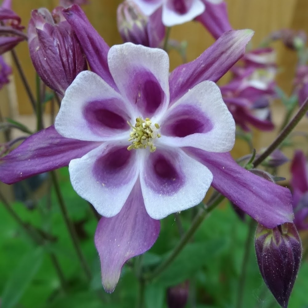 Meet your Posher, Leeanne